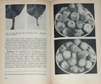 Pěstování meruněk a broskvoní