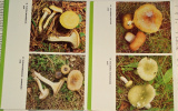 Kult Karel - Jedlé houby a některé jedovaté
