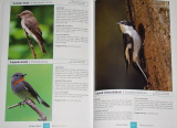 Marchowski Dominik - Atlas ptáků (250 evropských druhů)
