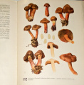 Pilát A., Ušák O. - Naše houby II. (Kritické druhy našich hub)
