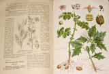 Losch Fr. - Kräuterbuch: Unsere Heilpflanzen in Wort und Bild