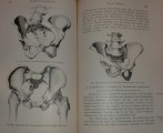 Lehrbuch der Gesammten Gynäkologie von Dr. Friedrich Schauta