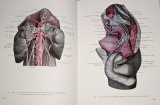 Kiss, Szentágothai - Anatomischer Atlas des menschlichen Körpers, Band I.-III.