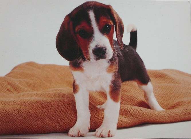 Beagle - štěně