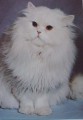 Bílá perská kočka s oranžovýma očima - foto E. Tylínek