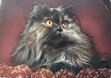 Kočka perská - foto V. Haklová