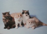 Koťata perská - foto N.Bezděk