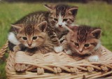 Koťata v košíku - foto E. Tylínek