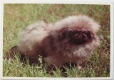 Pekinský palácový psík - foto J. Kontár