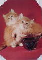 Perská koťata - foto V. Haklová