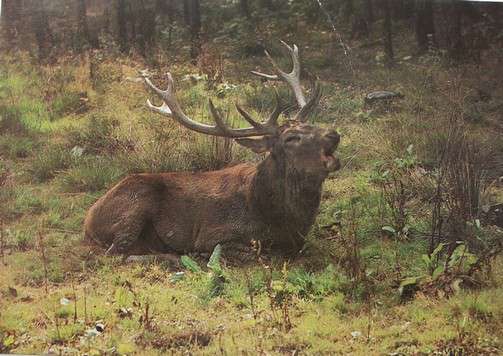 Říjící jelen evropský - foto E. Studnička