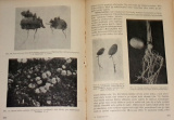 Němec Bohumil - Rostlinopis, svazek IV.1: Jak rostou rostliny