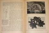 Němec Bohumil - Rostlinopis, svazek IV.2: Pohyby a rozmnožování rostlin, Fysiologická anatomie rostl