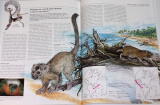 Zoologická encyklopedie: Savci 1