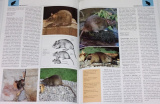 Zoologická encyklopedie: Savci 2