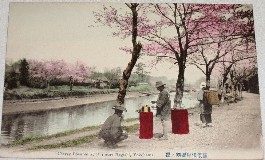 Japonsko Yokohama: Cherry Blossom at Horiwari Negishi