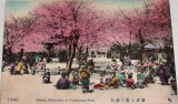 Japonsko Yokohama: Cherry Blossoms of Yokohama Park