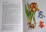 Štursa Jan, Žilák Pavel - Cibulové a hlíznaté rostliny