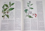 Kvesánek, Krejča - Atlas liečivých rastlín a lesných plodov