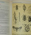 Kutina a kolektiv - Encyklopedie pro zahradkáře 1