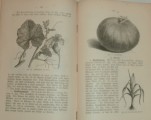 Illustriertes Gartenbuch 1886
