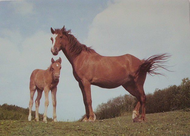 Welsh pony - matka s hříbětem - foto Z. Samková