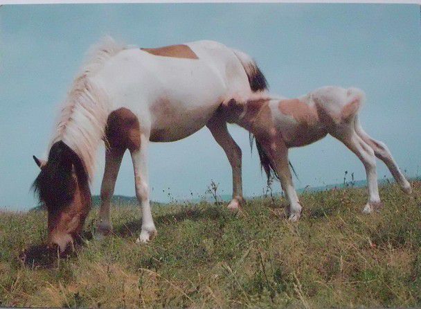 Shetlandský Pony - foto E. Tylínek