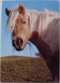 Shetlandský Pony - foto E. Tylínek