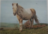 Shetlandský poník - foto Z. Samková