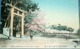 Japonsko Tokyo - Cherry Blossoms in Ueno Park