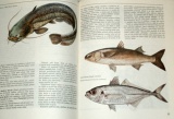 Dmitrijev Jurij - Ryby známé i neznámé, lovené, chráněné