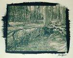 Galerie Treefolk - Kyanotypie, tónováno černým čajem